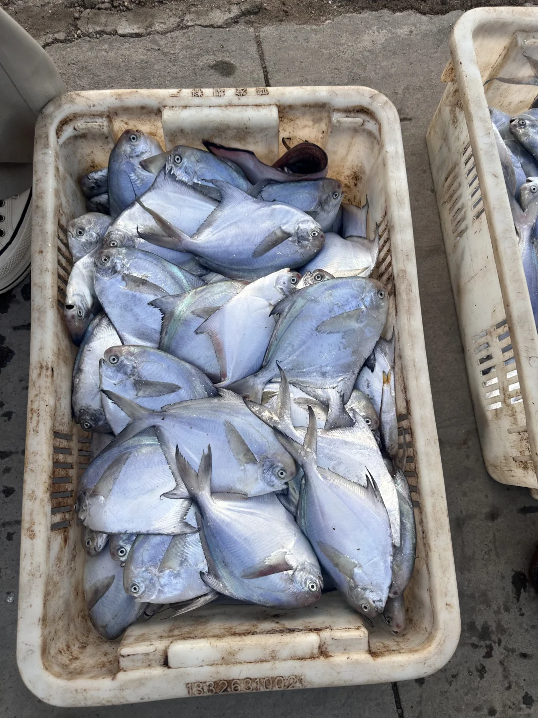 渔船靠港，满载而归～