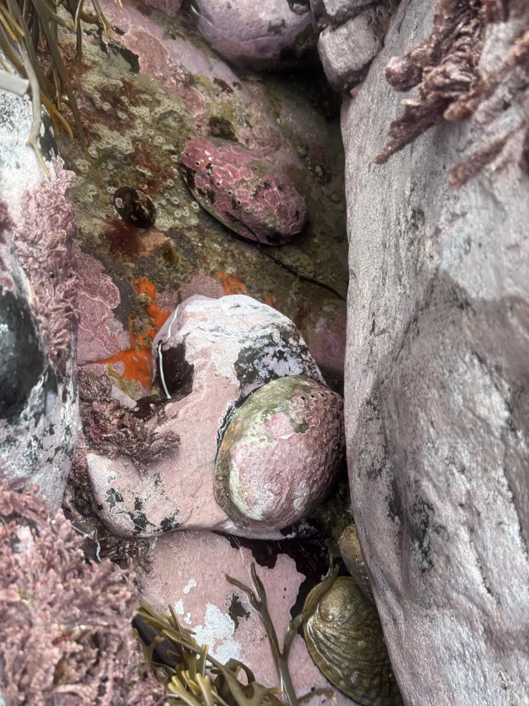 在新西兰赶海抓黑金鲍吃到爽是什么体验！