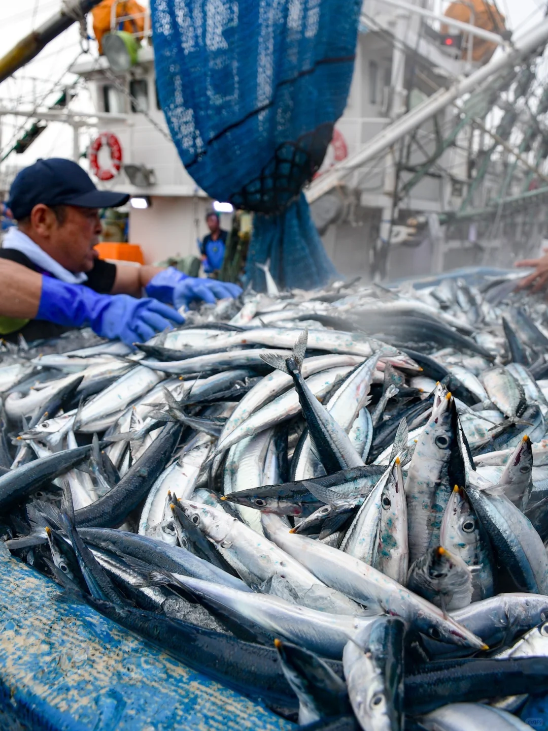 今年的鱼情太好了 秋刀鱼真系好肥好肥好肥