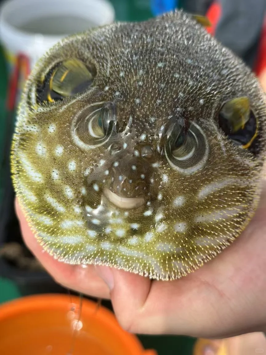 陵水的海里真有点东西