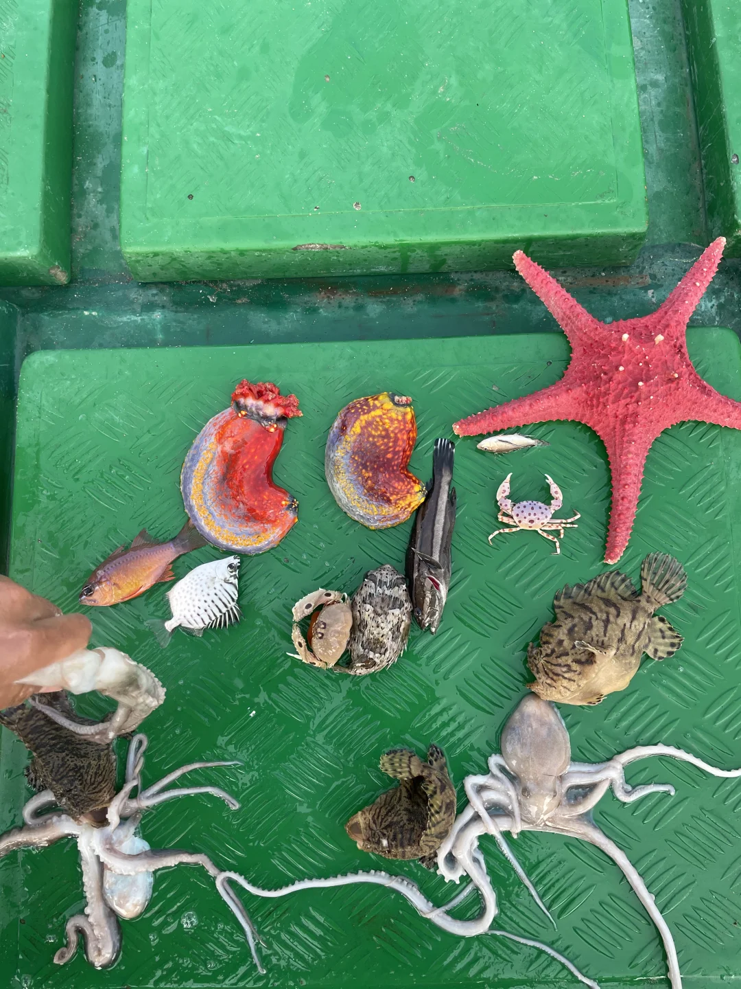 陵水的海里真有点东西