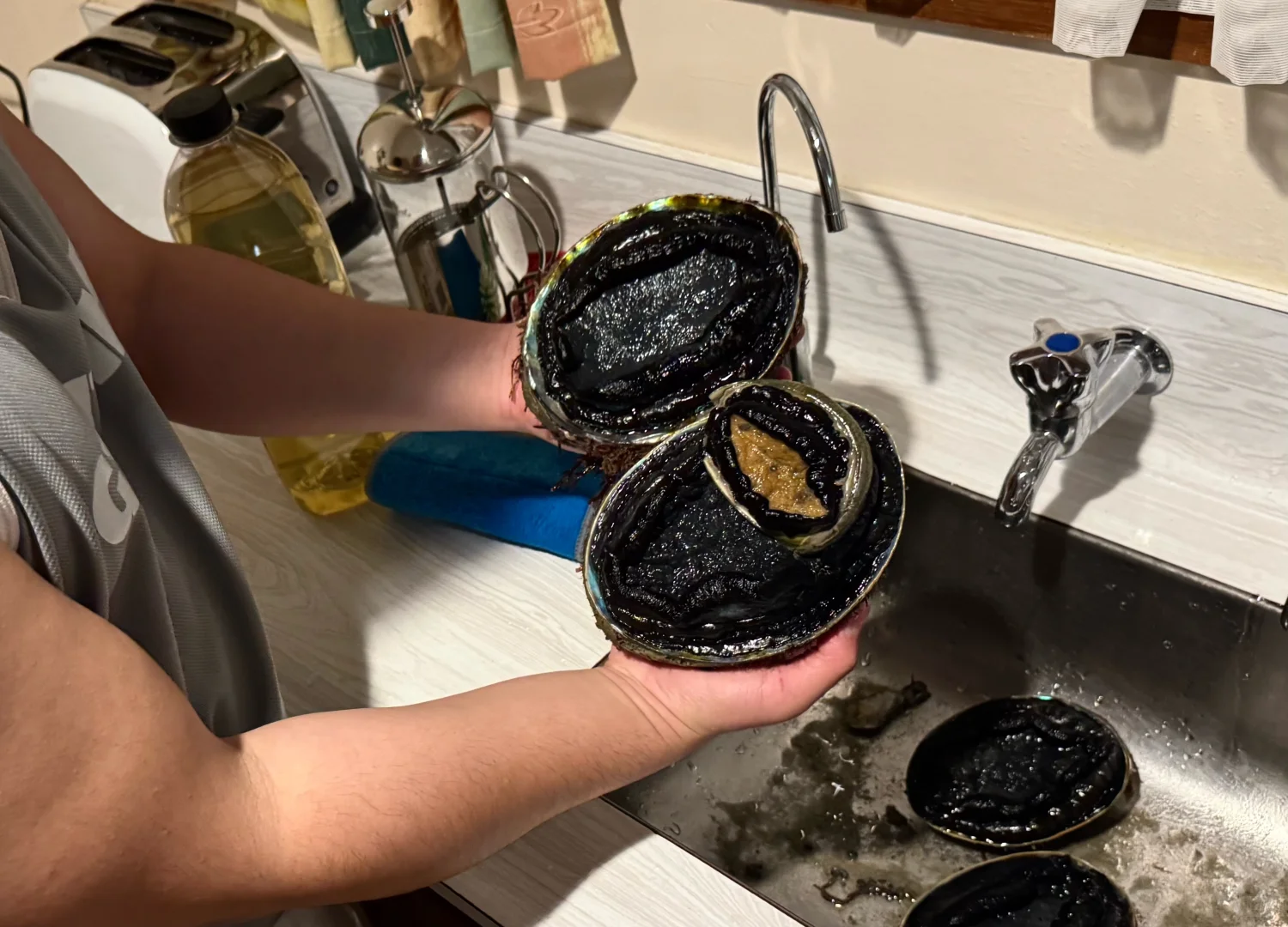 在新西兰赶海抓黑金鲍吃到爽是什么体验！