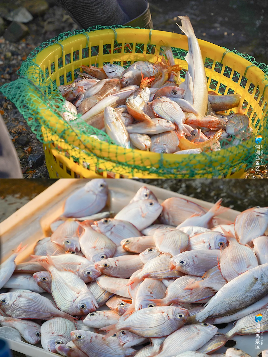 开海啦！是时候去涠洲岛吃海鲜了！