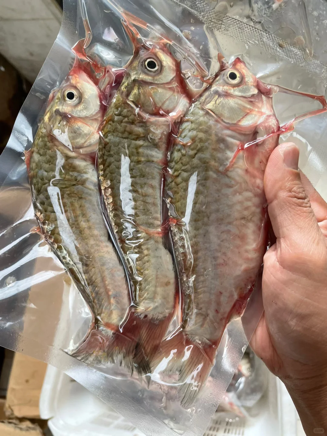 渔民每天捕捞的几百斤鲫鱼有人买吗