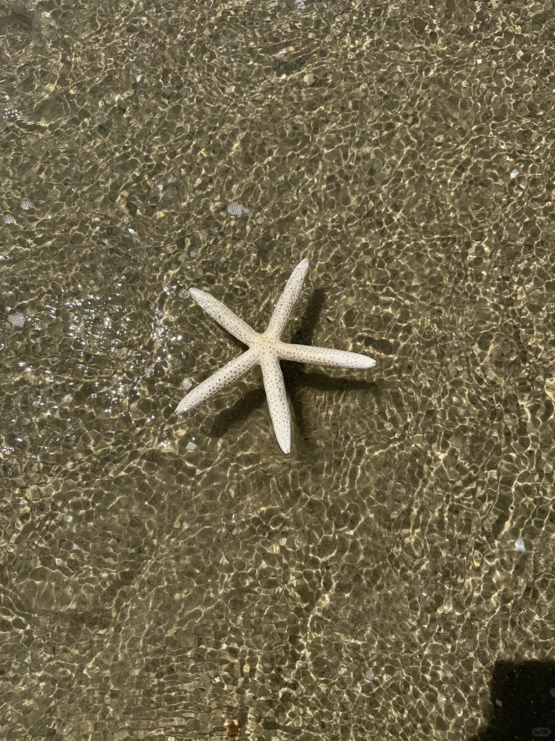 陵水的海里真有点东西