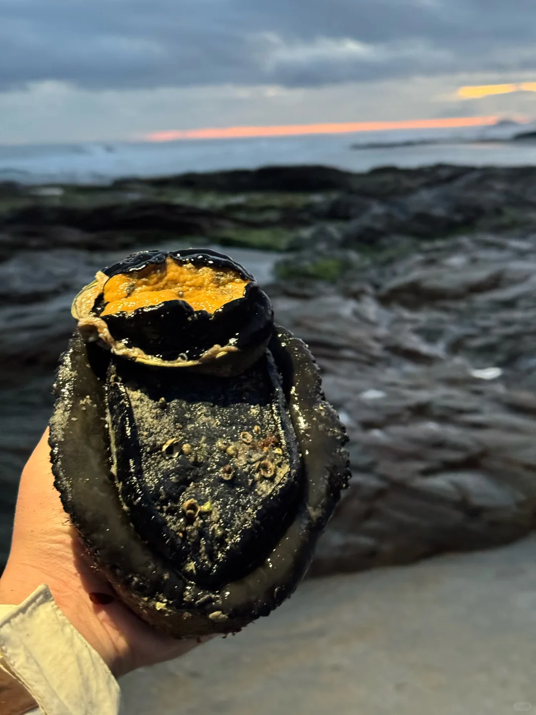 在新西兰赶海抓黑金鲍吃到爽是什么体验！