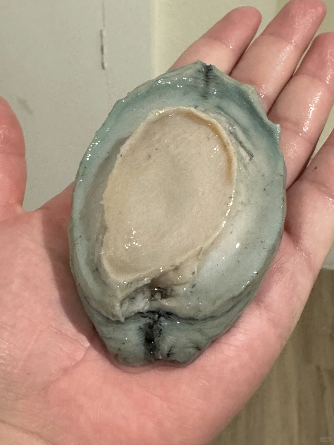 在新西兰赶海抓黑金鲍吃到爽是什么体验！