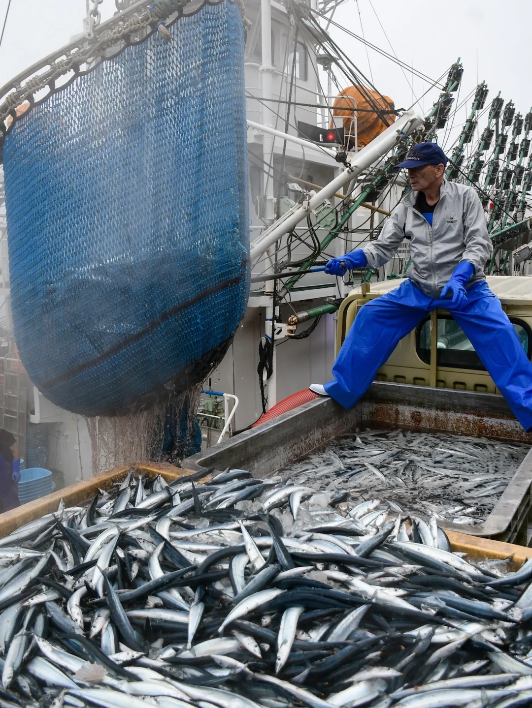 今年的鱼情太好了 秋刀鱼真系好肥好肥好肥