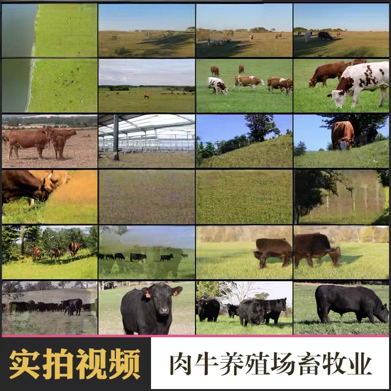 💫高清牧场视频！养牛人必备素材