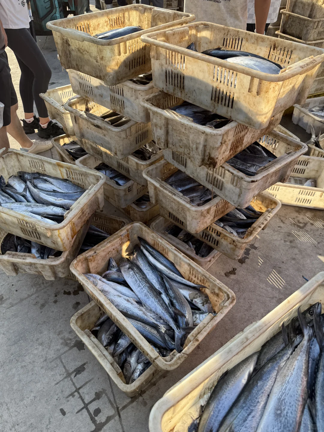 渔船靠岸，渔获满满！想吃的🙋🏻‍♀️