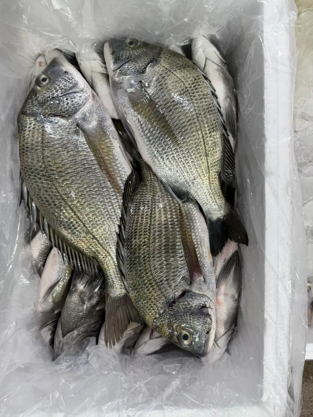 当了三十几年的祥芝人还不懂得这些鱼，笑死