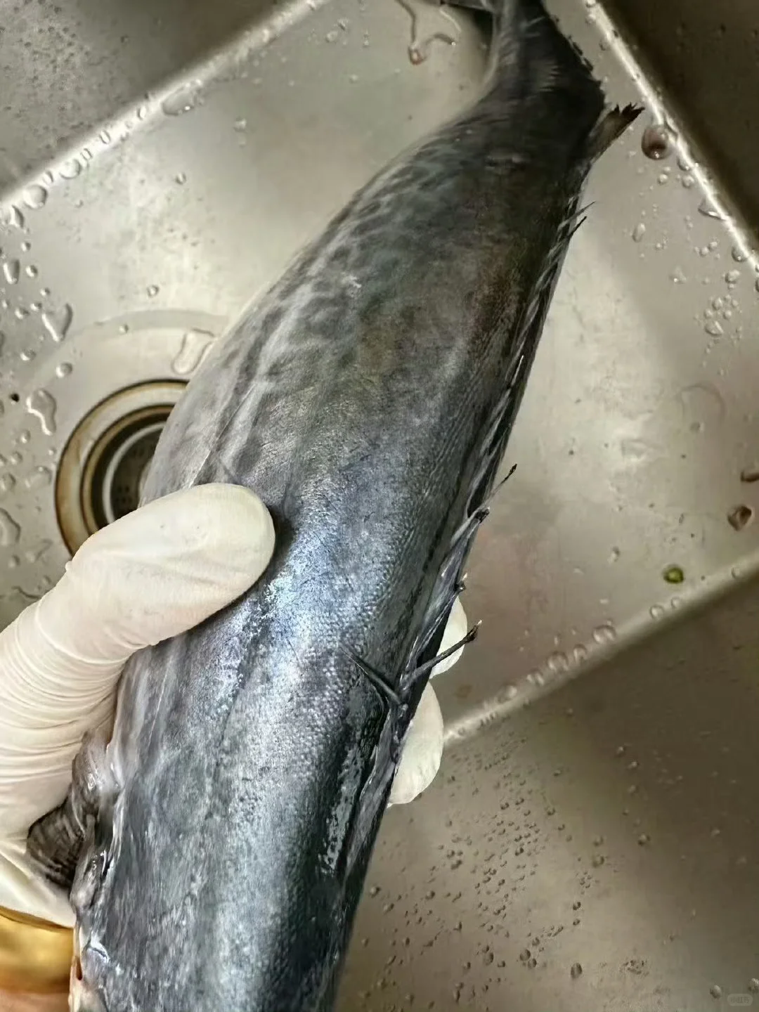 鲅鱼是青岛海鲜的代表之一