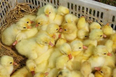 养殖进阶！揭秘新入手的鹅苗成长记