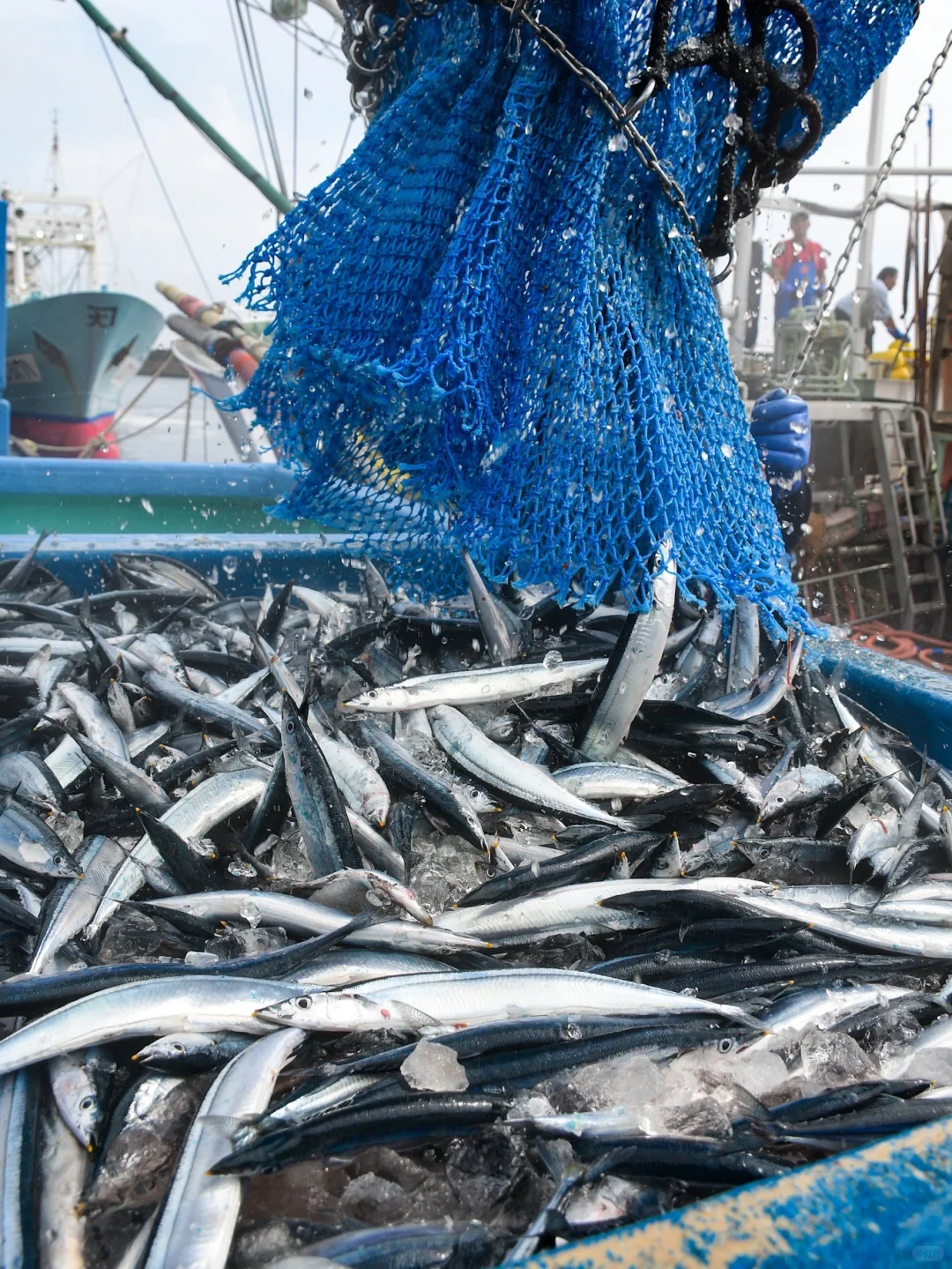 今年的鱼情太好了 秋刀鱼真系好肥好肥好肥