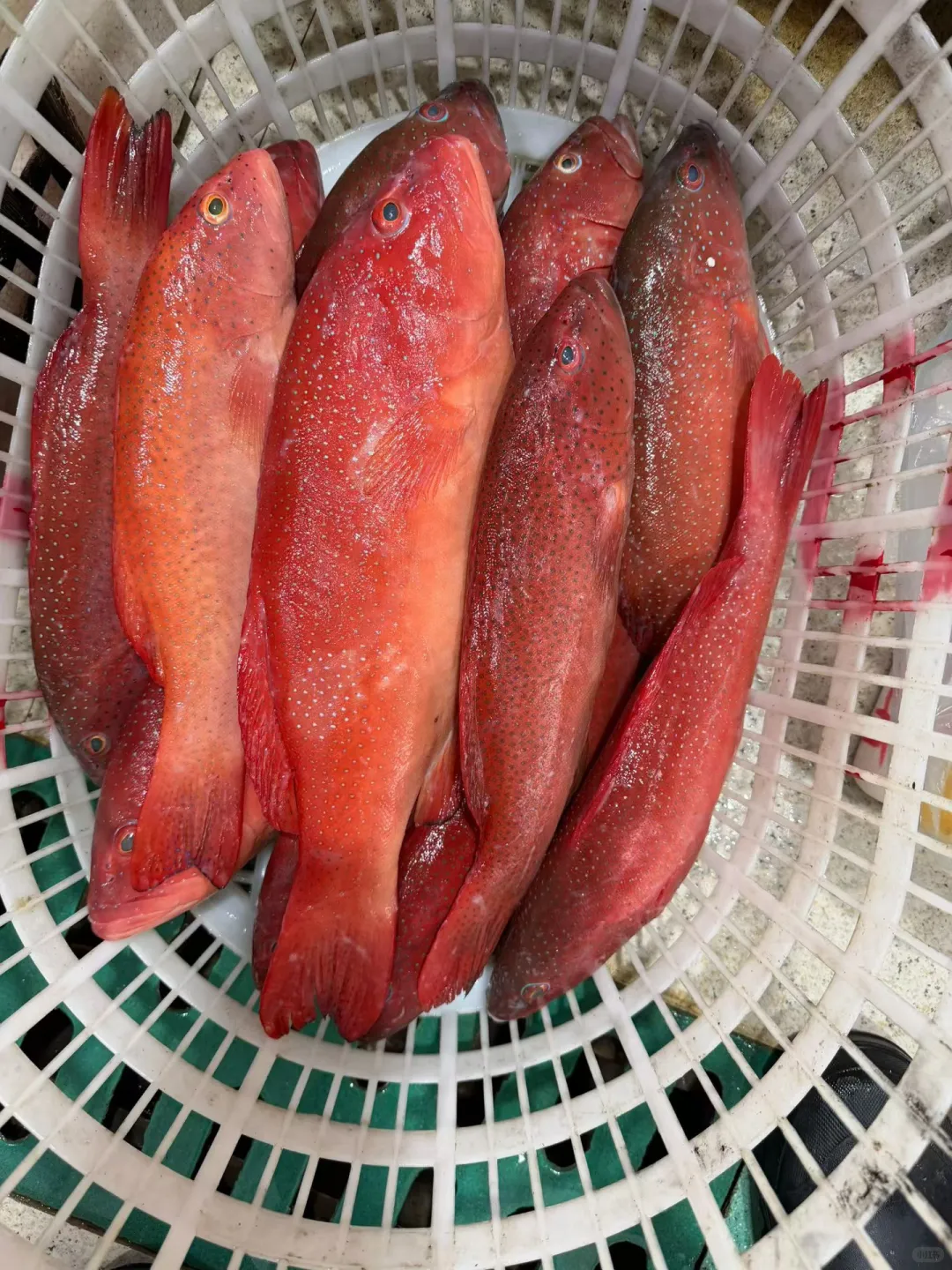 当了三十几年的祥芝人还不懂得这些鱼，笑死