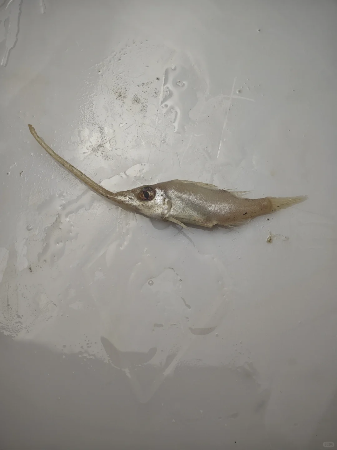 南海深水采集11 200-500米