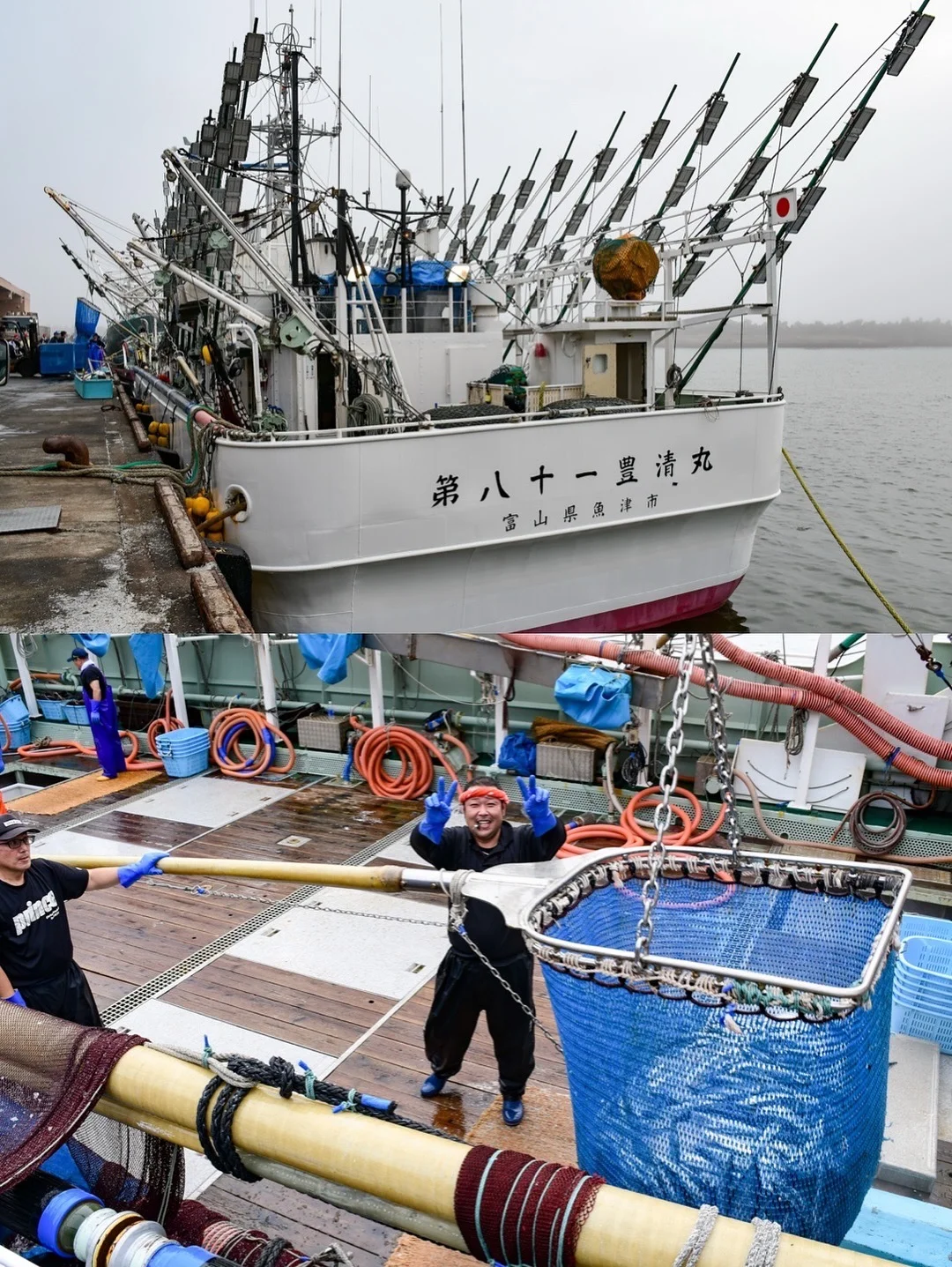 今年的鱼情太好了 秋刀鱼真系好肥好肥好肥