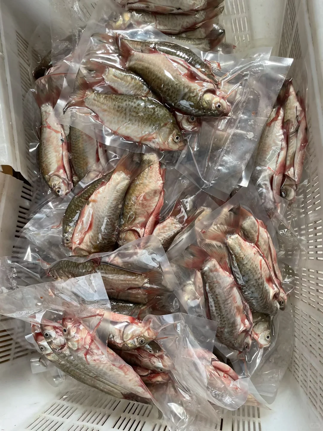渔民每天捕捞的几百斤鲫鱼有人买吗