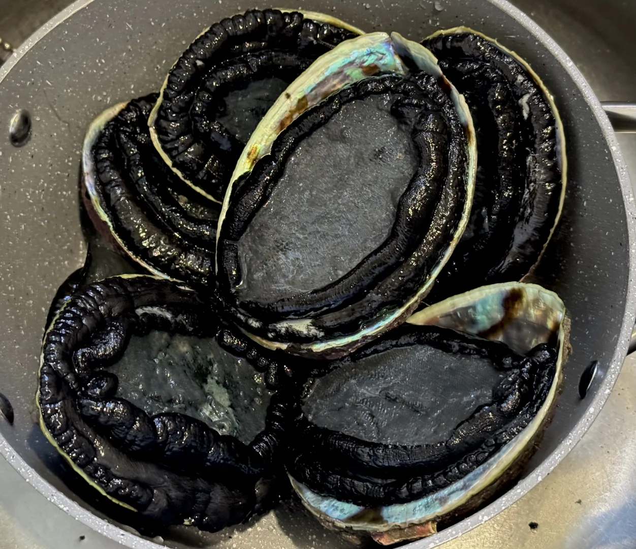 在新西兰赶海抓黑金鲍吃到爽是什么体验！