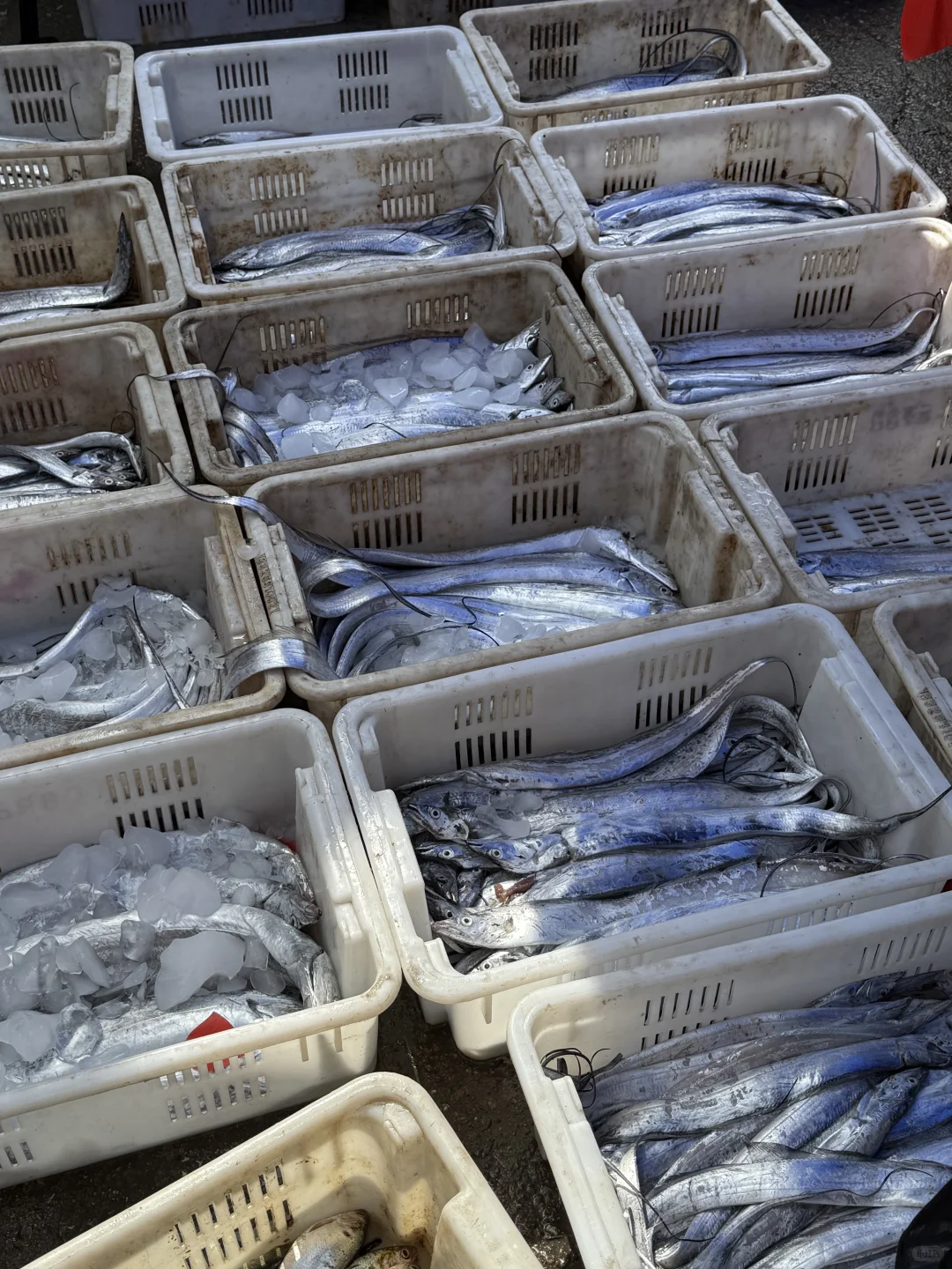 渔船到港！渔获满🈵……