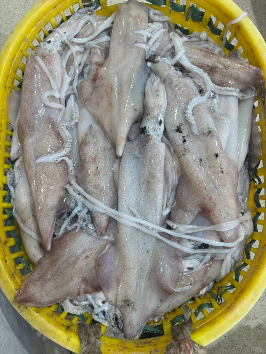 当了三十几年的祥芝人还不懂得这些鱼，笑死