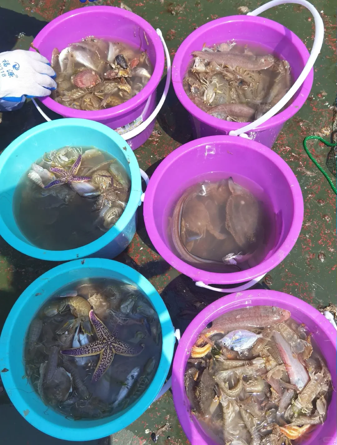 日照出海捕鱼攻略