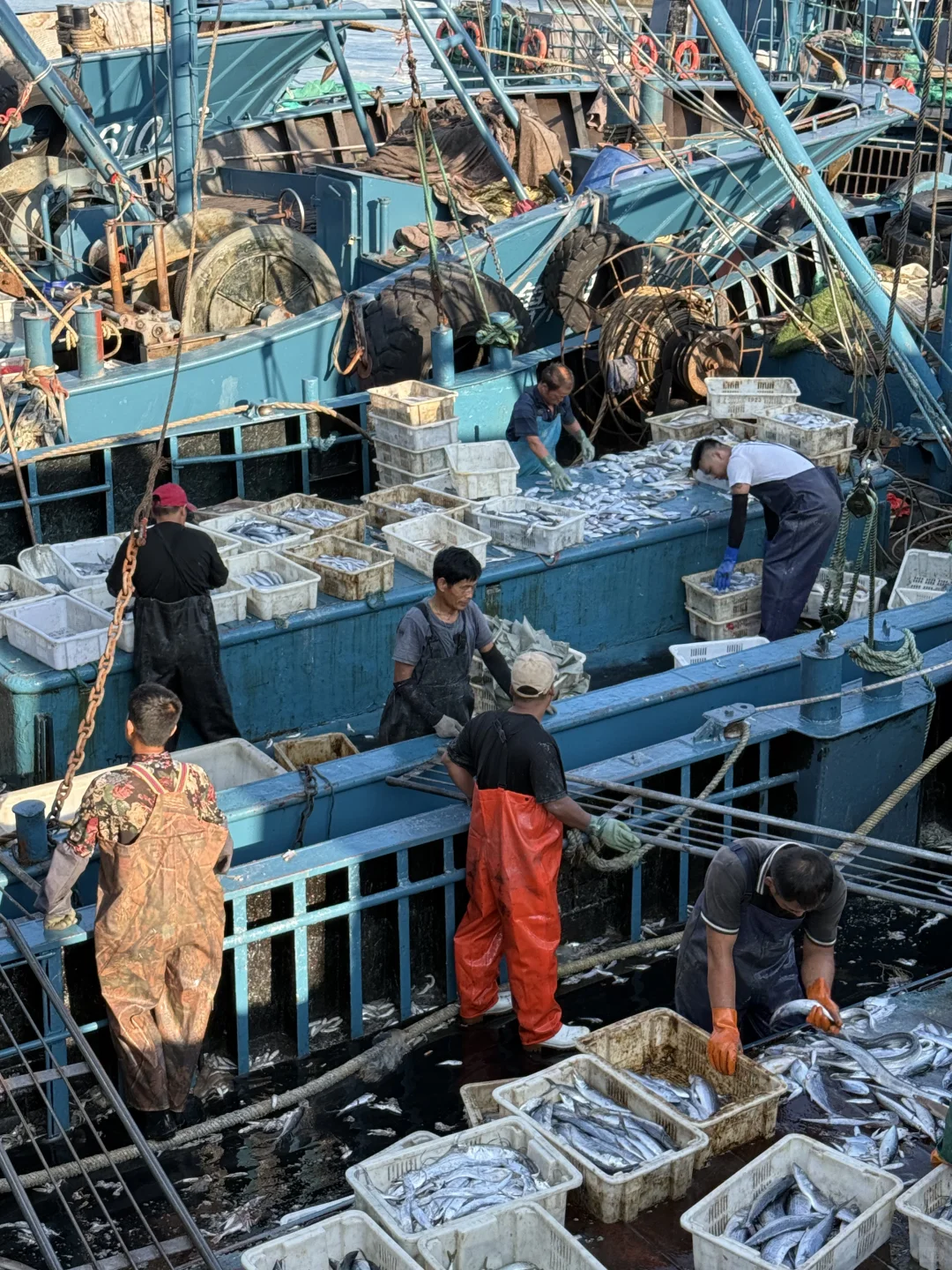 渔船靠岸，渔获满满！想吃的🙋🏻‍♀️