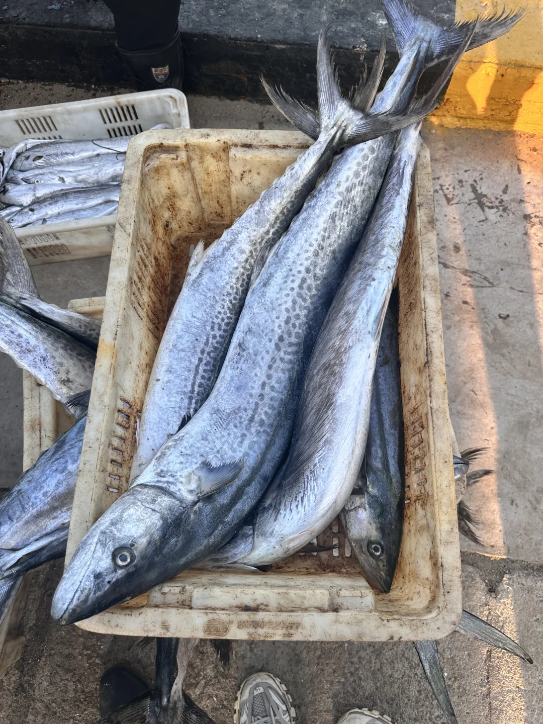 渔船靠港，满载而归～