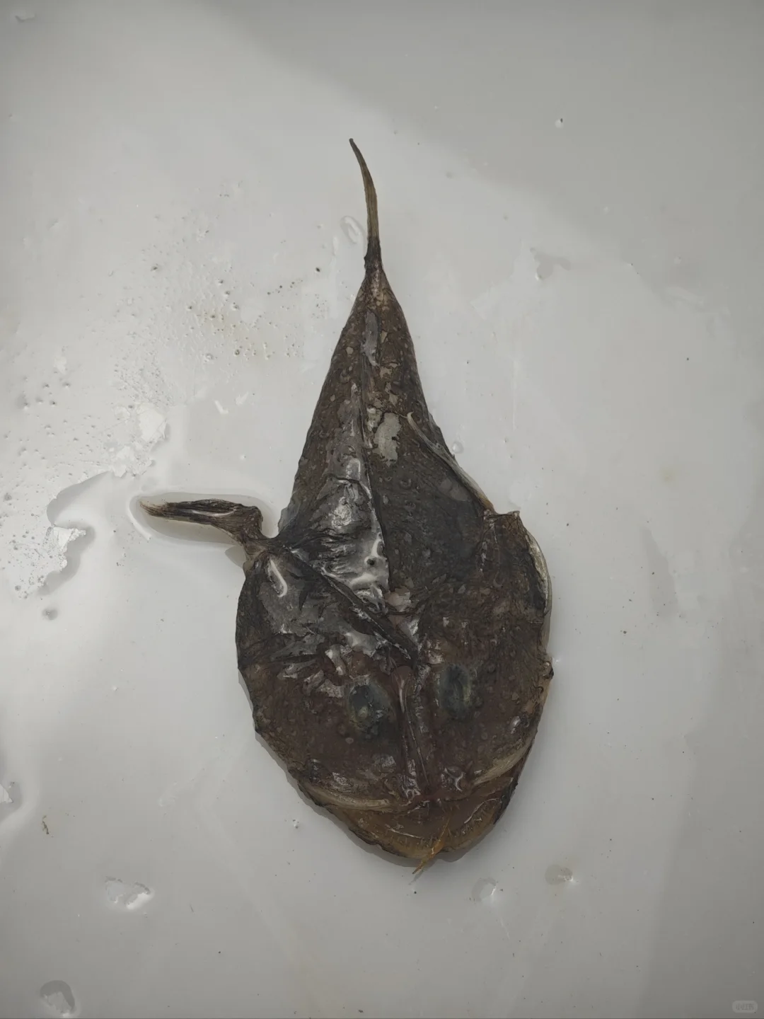 南海深水采集11 200-500米