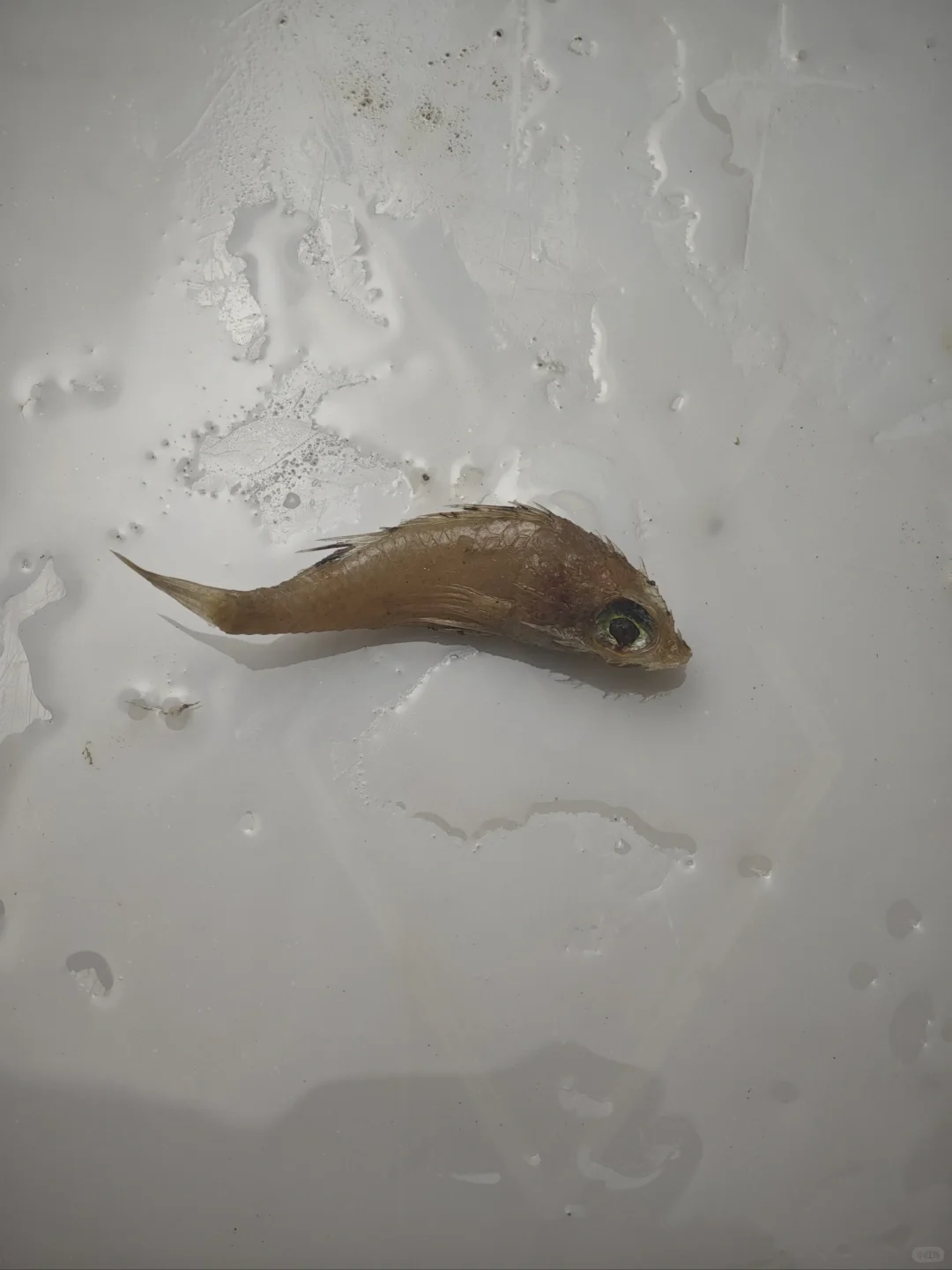 南海深水采集11 200-500米