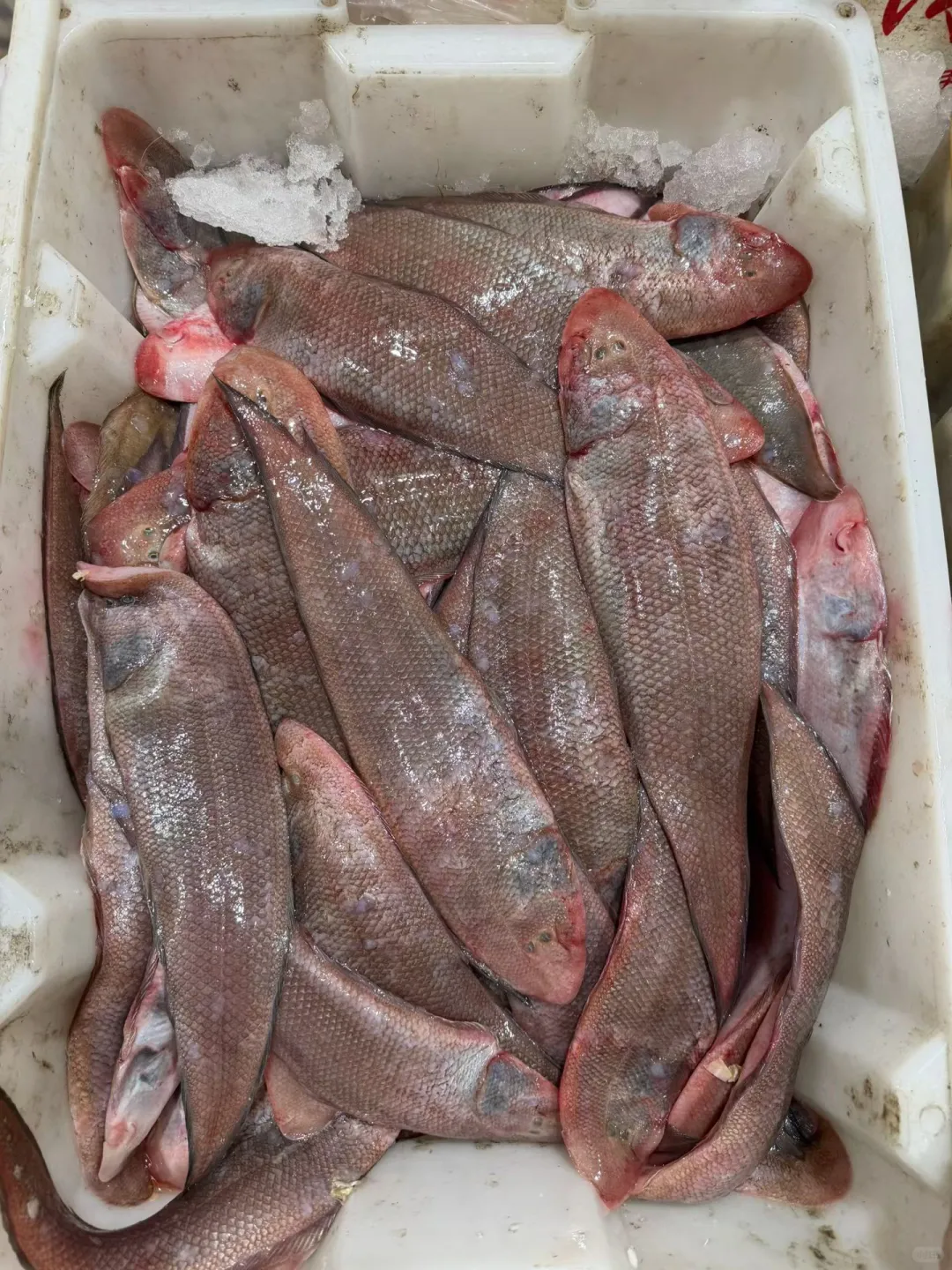 当了三十几年的祥芝人还不懂得这些鱼，笑死