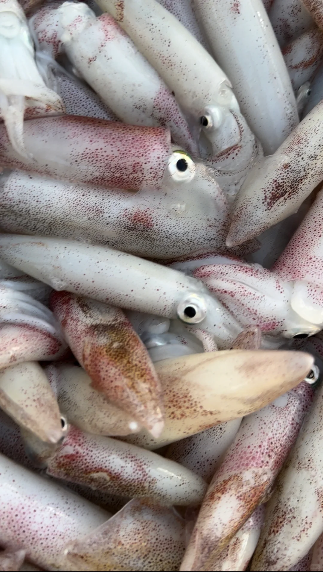 渔船回港啦！渔民出海捕鱼日常生活