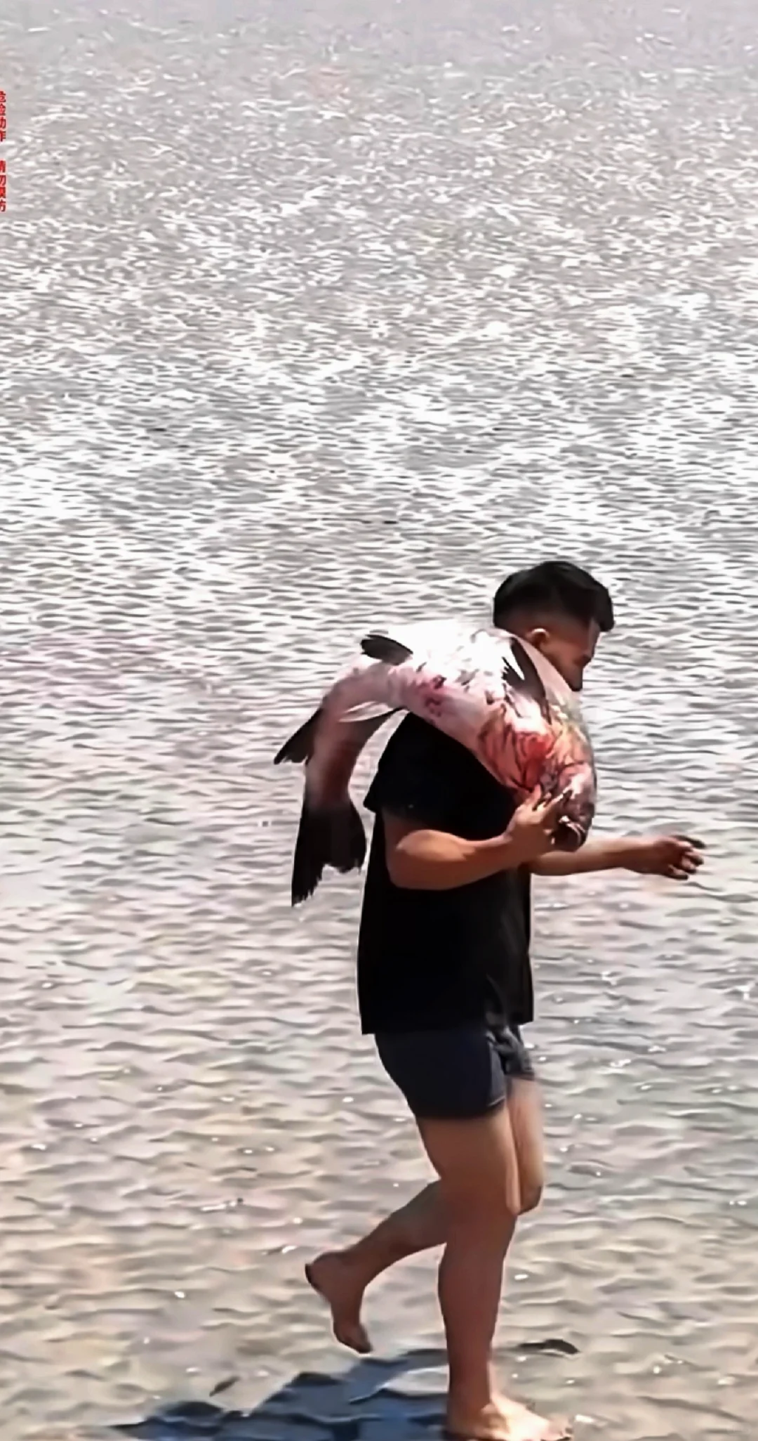 潮尖上的非遗 ～ 抢潮头鱼