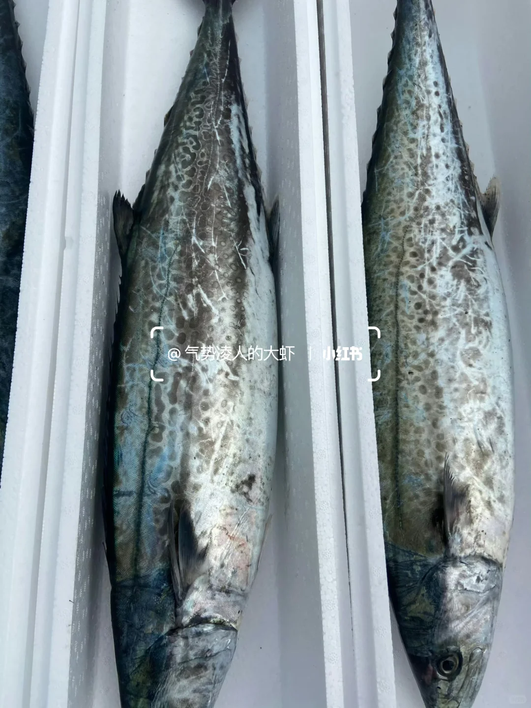 鲅鱼是青岛海鲜的代表之一