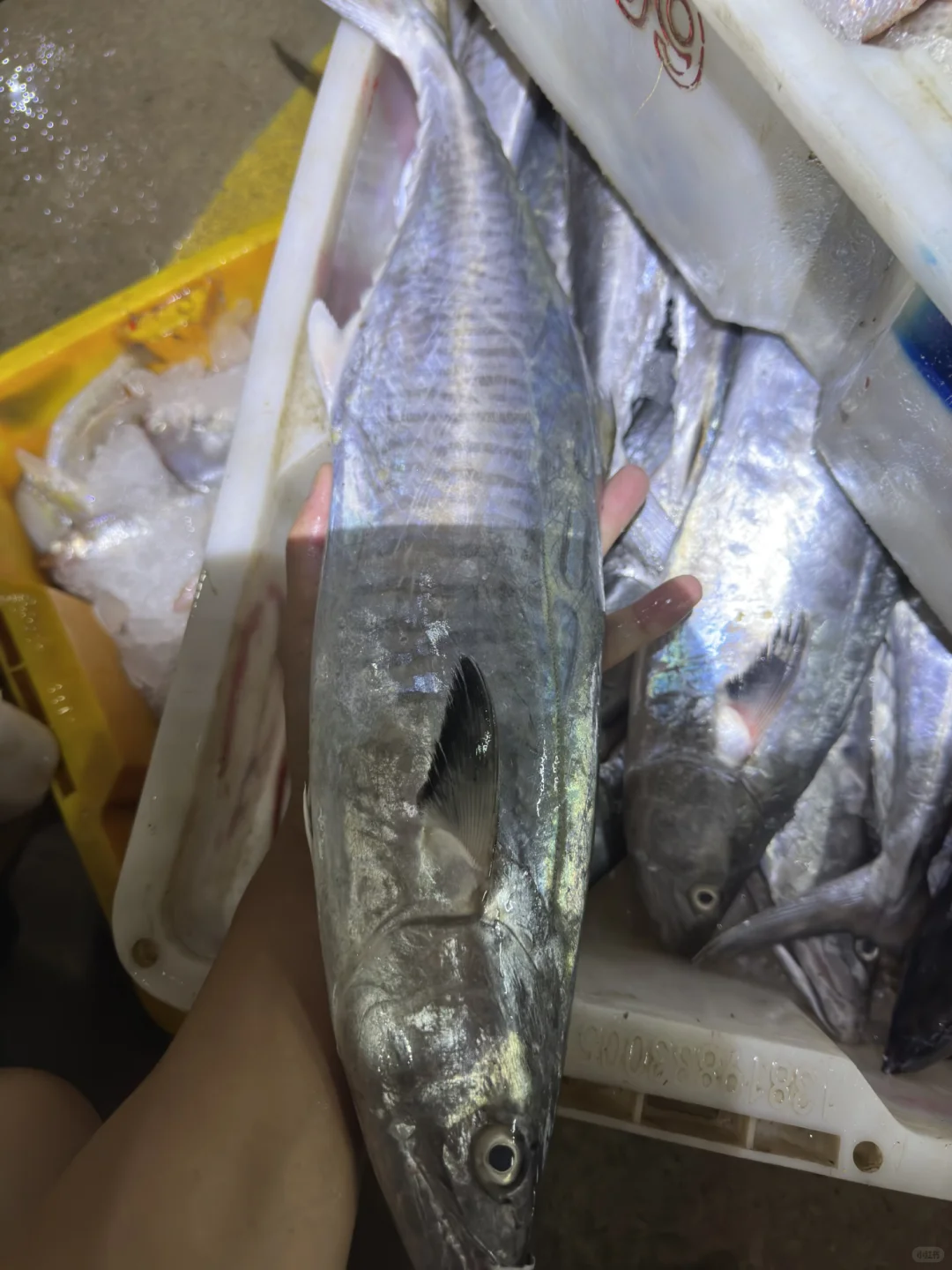 渔船回港啦！渔民出海捕鱼日常生活