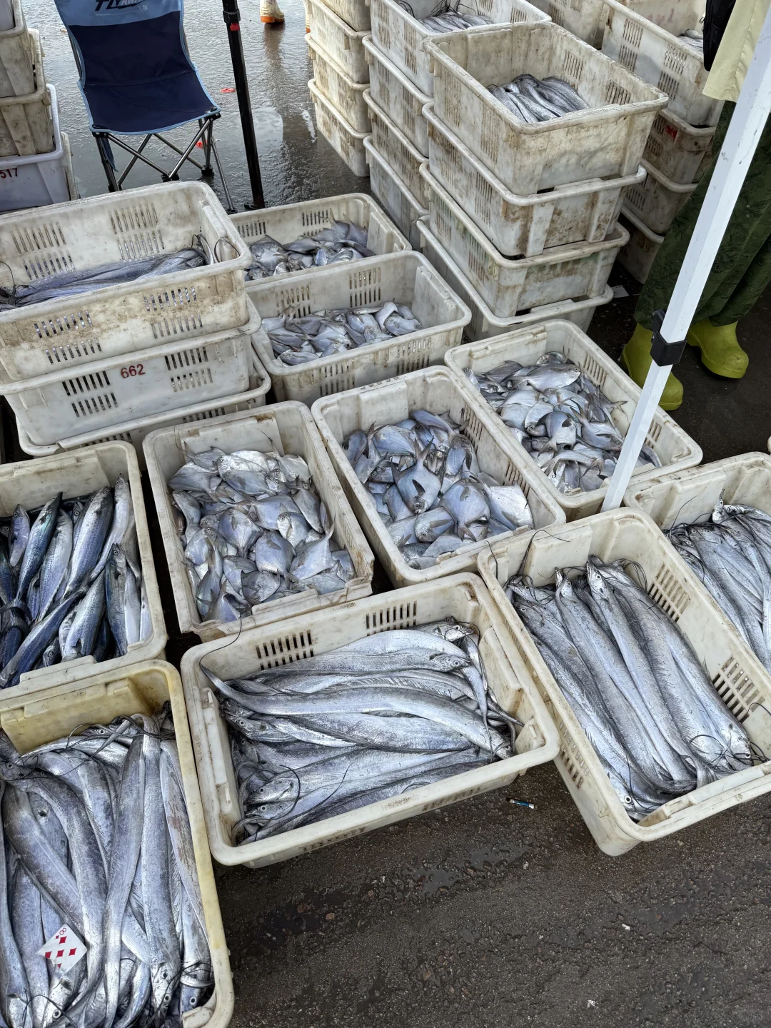 渔船到港！渔获满🈵……