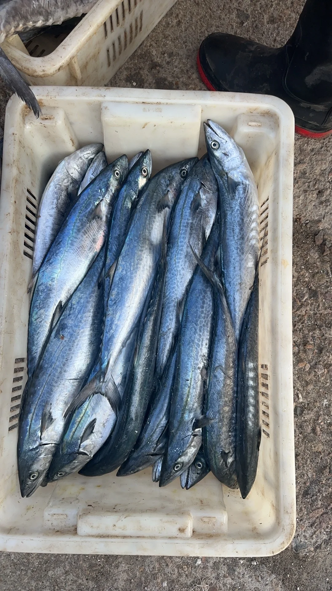 渔船靠港，满载而归～