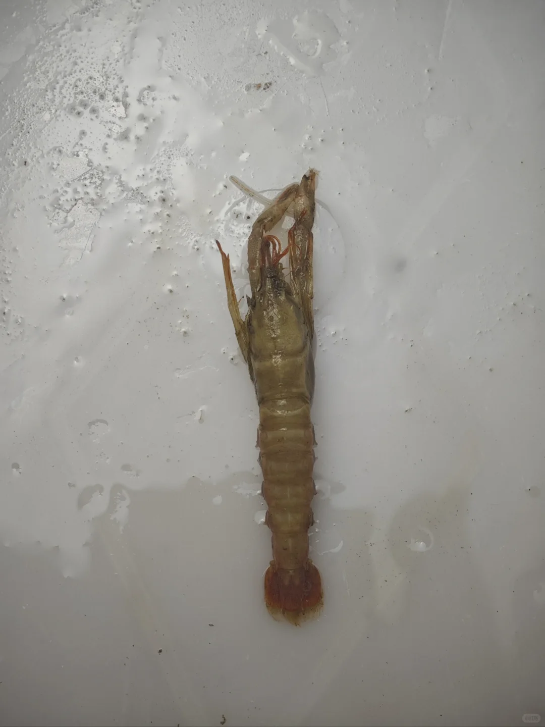 南海深水采集11 200-500米