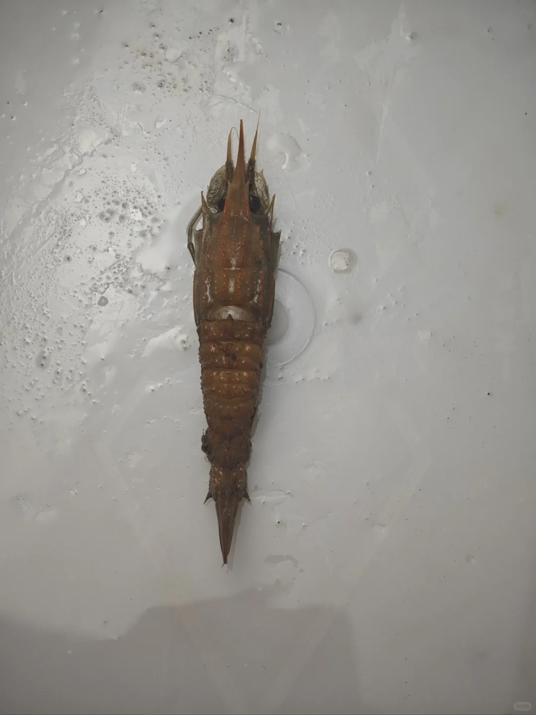 南海深水采集11 200-500米