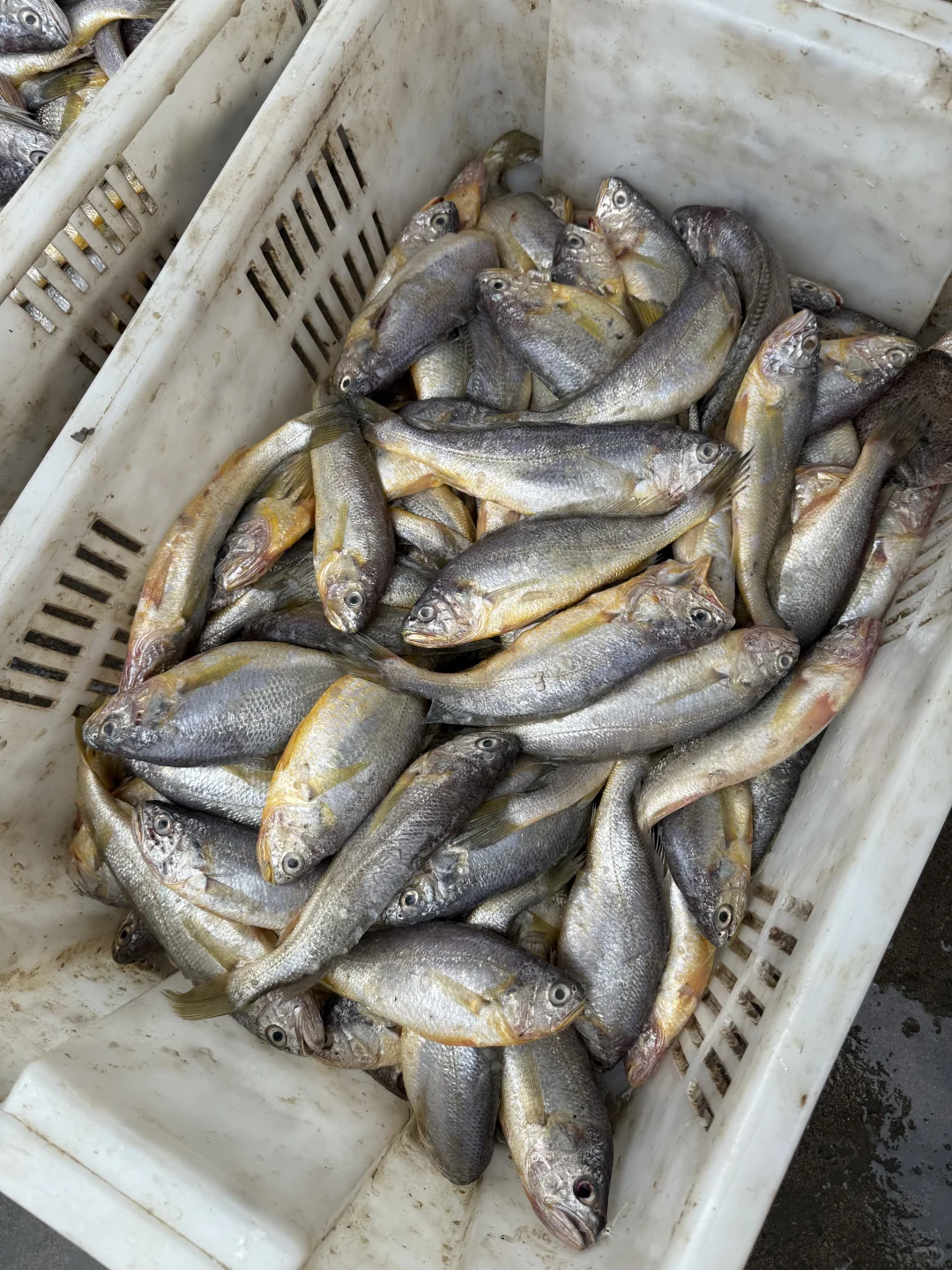 渔船到港！渔获满🈵……