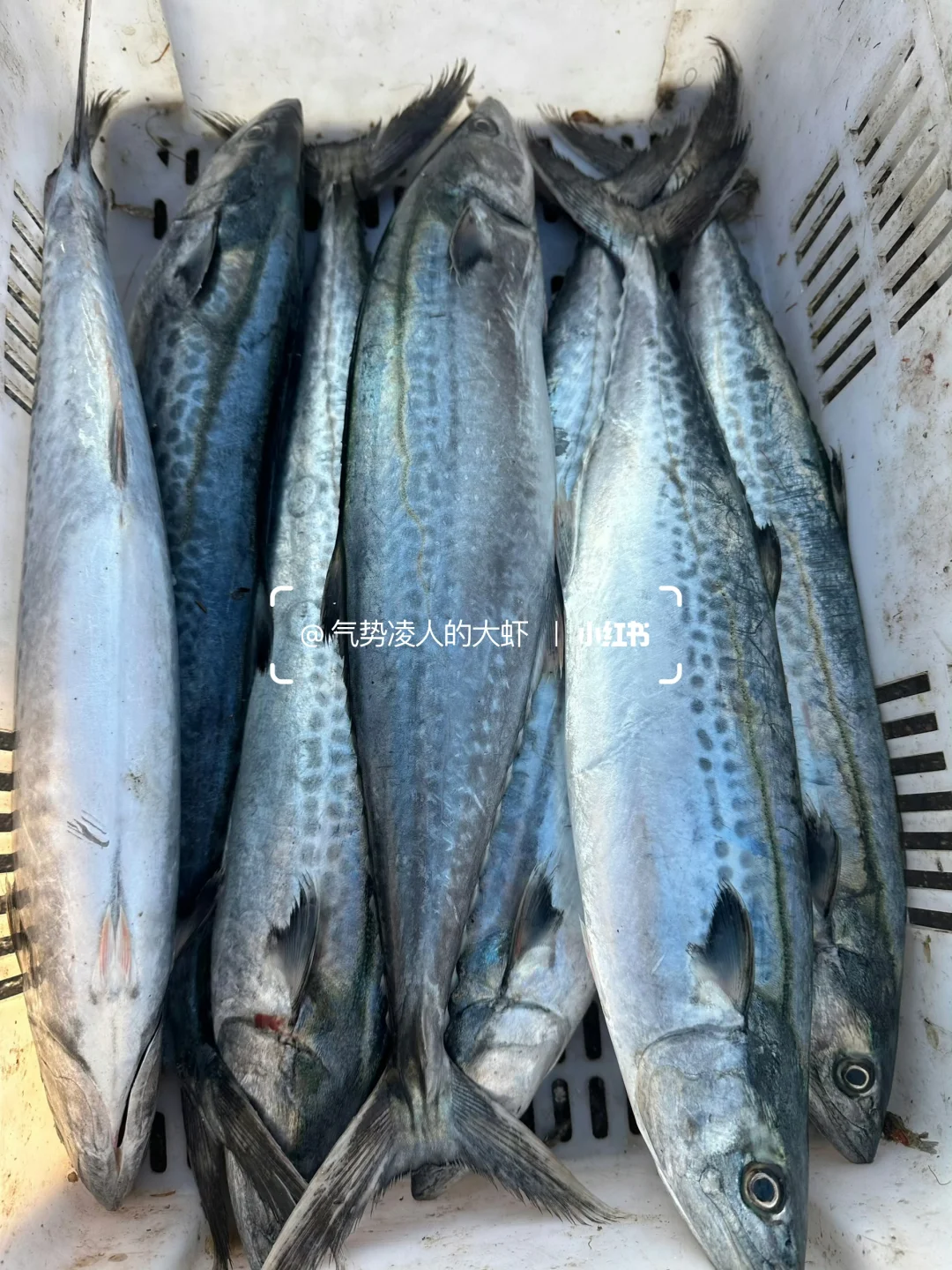 鲅鱼是青岛海鲜的代表之一