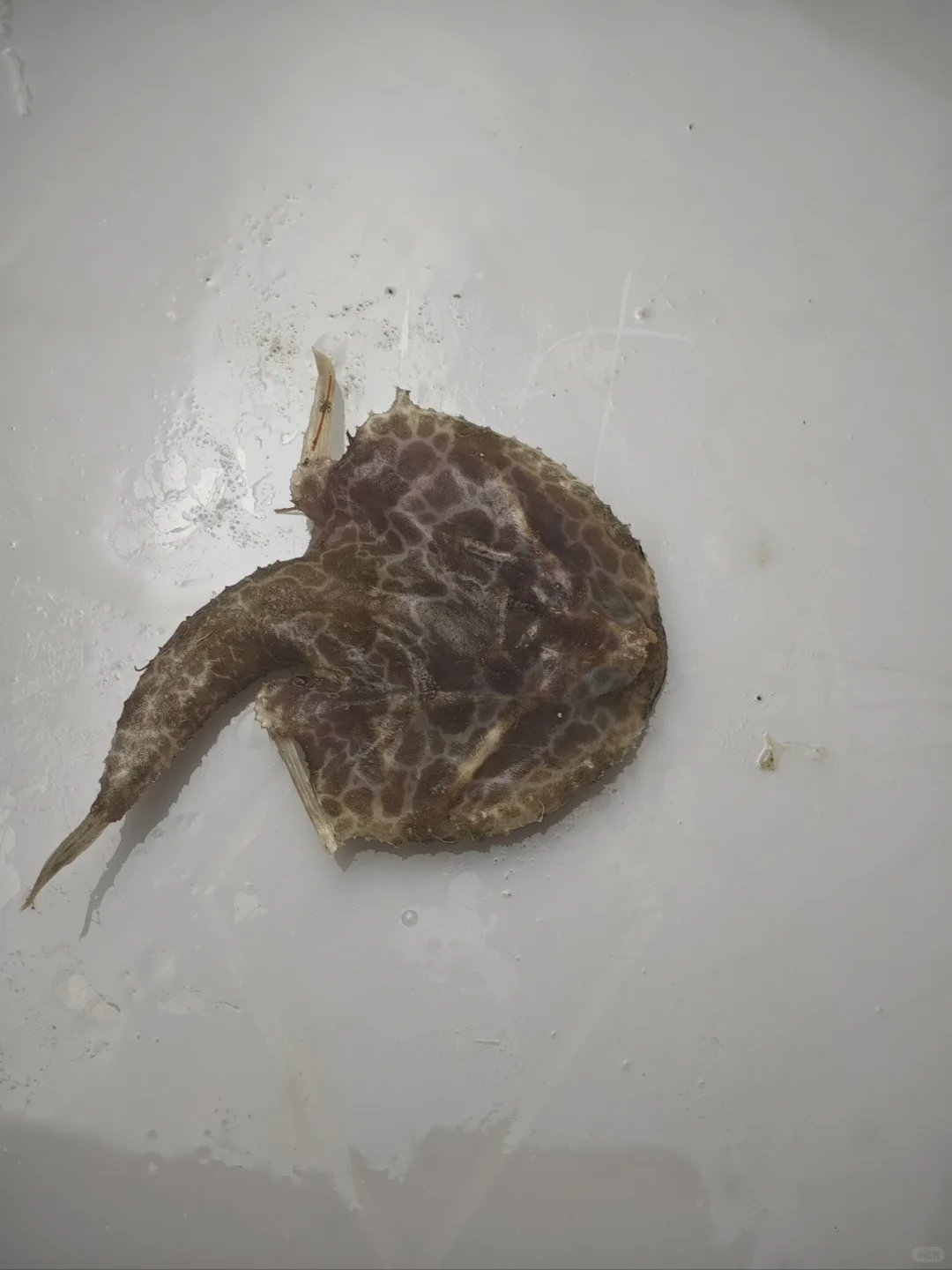 南海深水采集11 200-500米