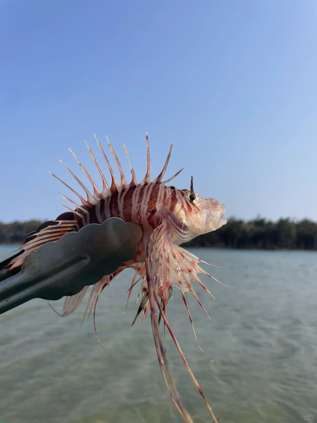 陵水的海里真有点东西