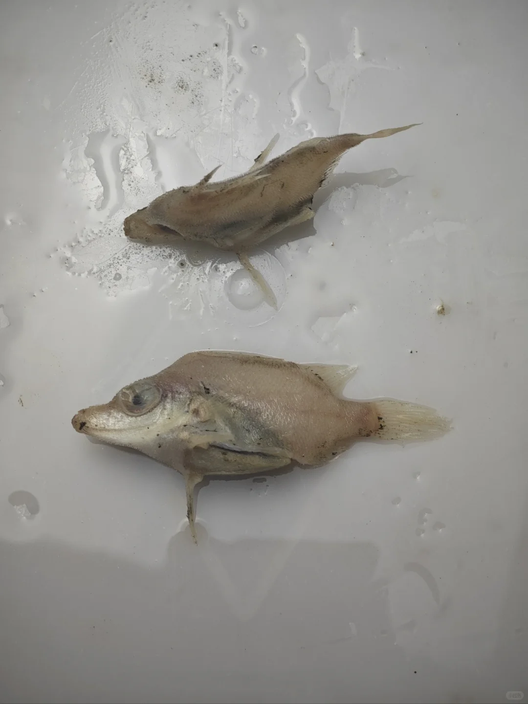 南海深水采集11 200-500米