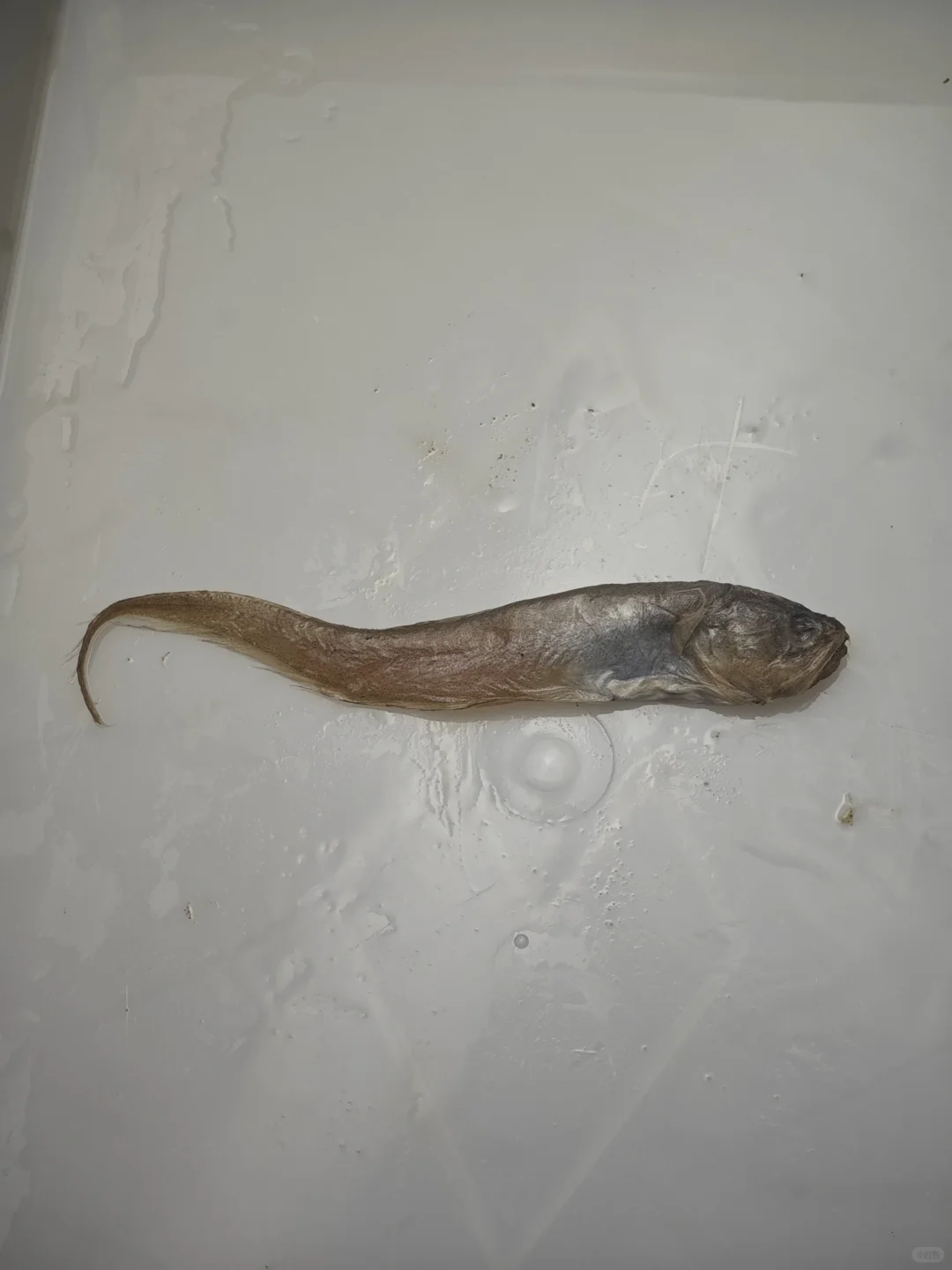 南海深水采集11 200-500米