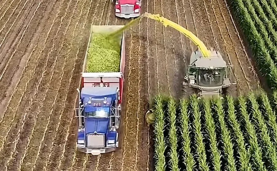 玉米种植最优的技术路线就是做青储饲料