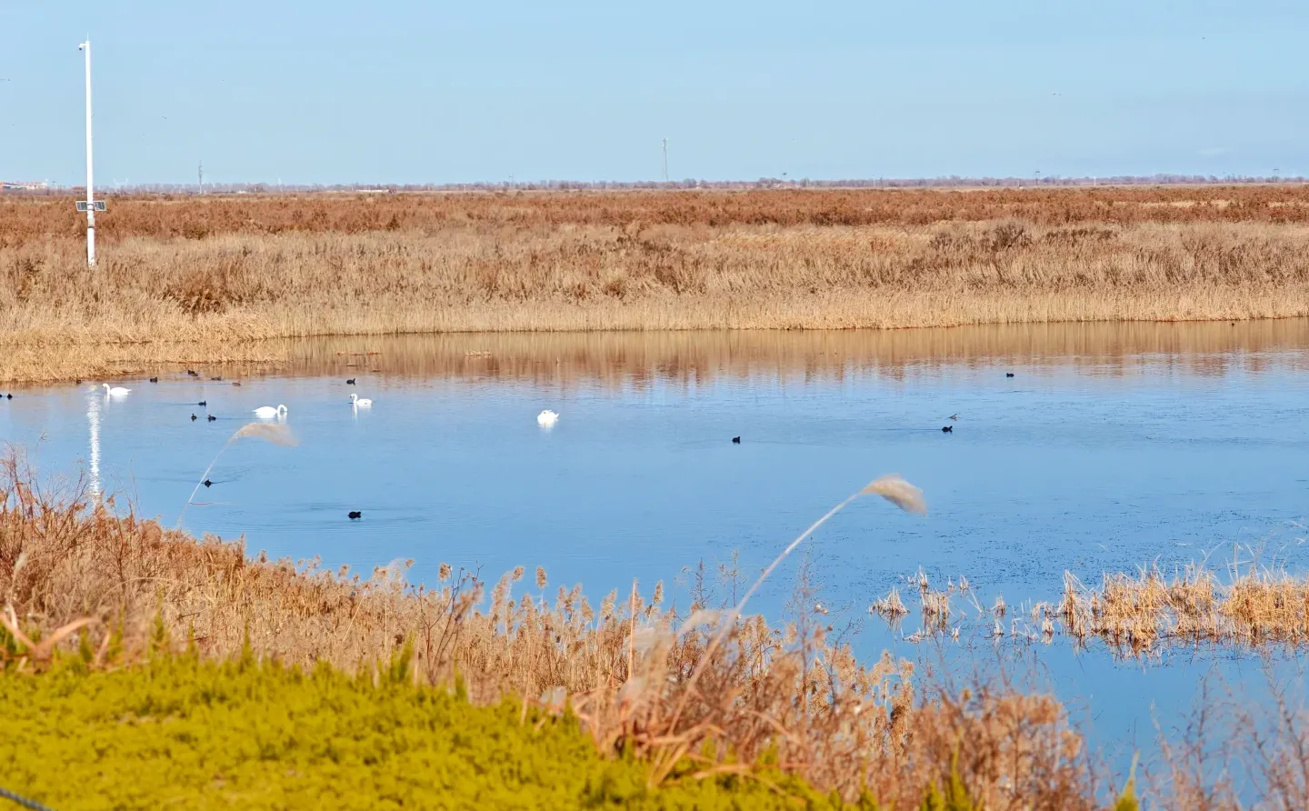 济南🔁东营一日游！附免费看鸟浪位置！
