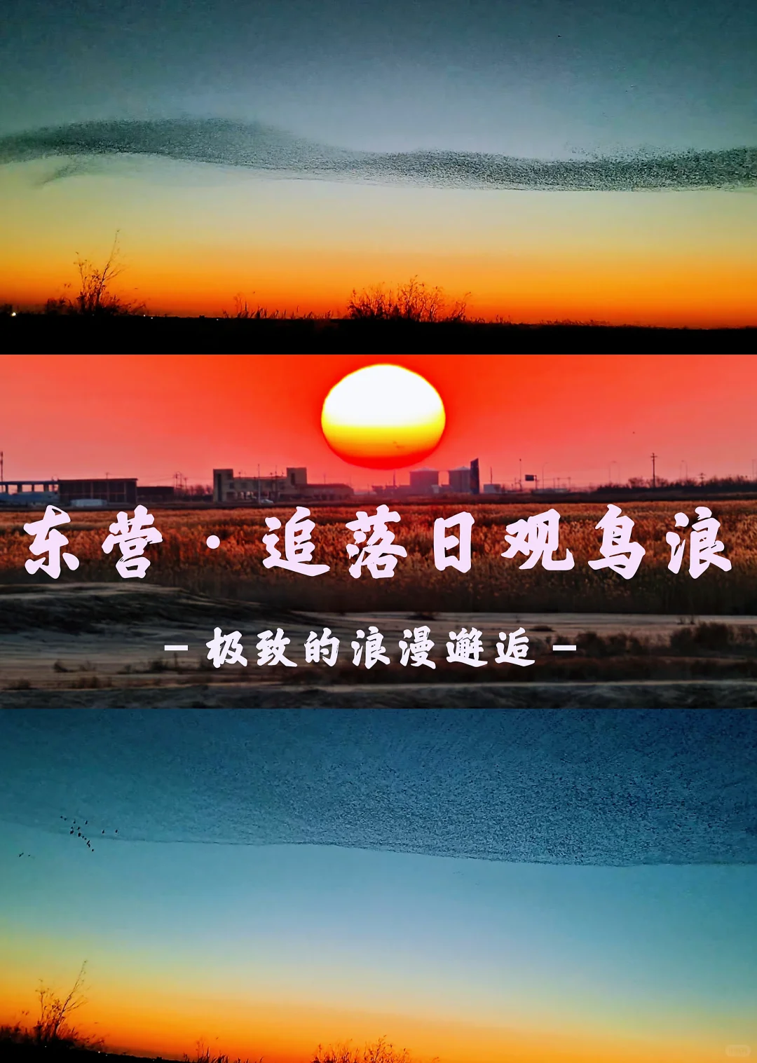 济南🔁东营一日游！附免费看鸟浪位置！