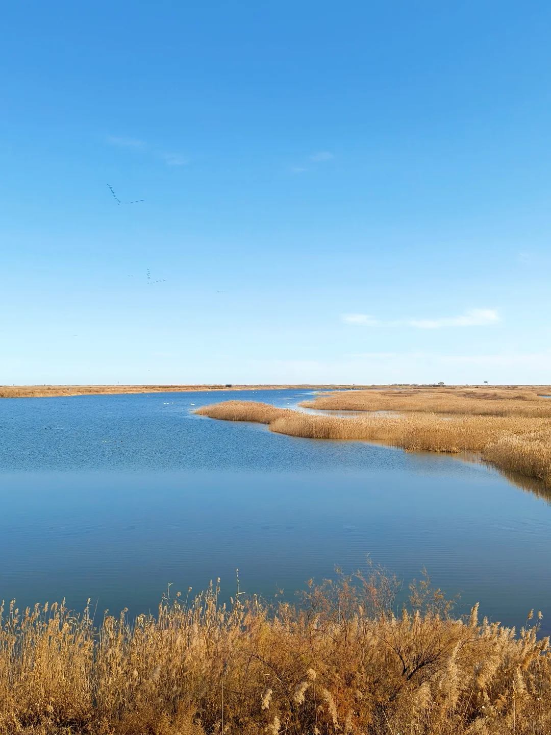 济南🔁东营一日游！附免费看鸟浪位置！