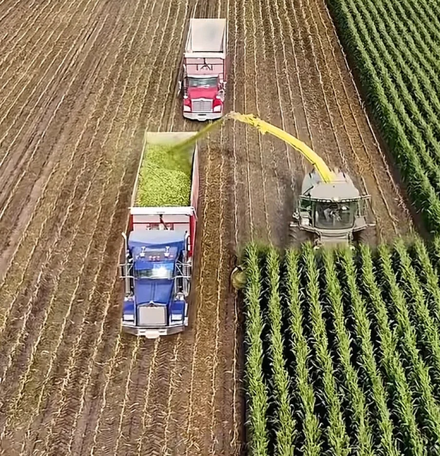 玉米种植最优的技术路线就是做青储饲料